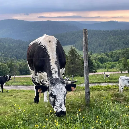 Rockin 70's 3* Barbey-Seroux