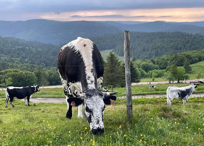 Rockin 70's 3* Barbey-Seroux